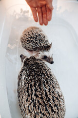 Two hedgehogs swimming. Hedgehogs bathing.African pygmy hedgehogs in a bath.Hygiene and cleanliness of pets. process of washing a hedgehogs. Hand pours water on a hedgehog close-up. 