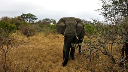 Looking at an Elephant