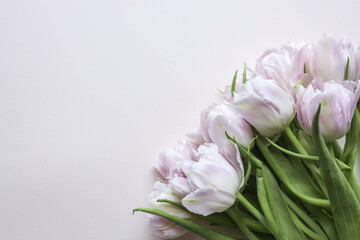 Bouquet of pink tulips on pastel background. Mothers day, Valentines Day, Birthday celebration concept. Greeting card. Copy space for text, top view