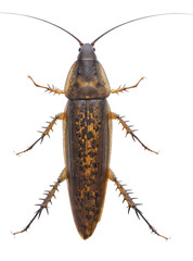 A brown cockroach. png file of isolated cutout object without shadow on transparent background.