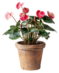 Variegated red and pink anthurium plant in a classic terracotta pot . png file of isolated cutout object without shadow on transparent background.