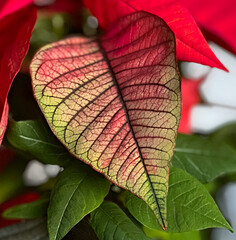 Spring Poinsettia, spring coloring leaf. Venation (venation), also nervature, is a system of...