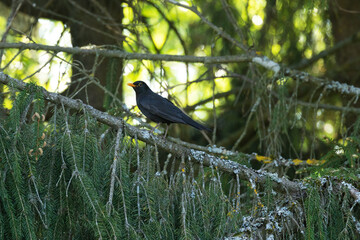 Male Common blackbird standing on a Spruce branch in a springtime boreal forest in Estonia, Northern Europe