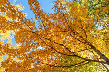 Brilliant fall colors erupt overhead on a warm autumn urban tree canopy