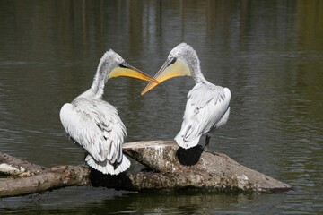 Dalmatian pelicans on a tree trunk	