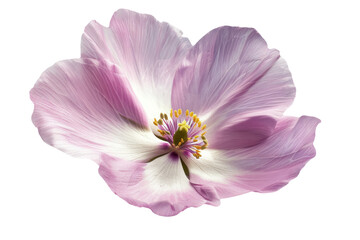 vibrant pink bloom isolated on transparent background 
