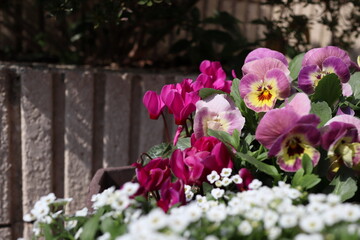 春の寄せ植え　シクラメンとビオラとアリッサム