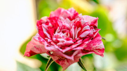 絞り模様のバラの花