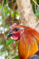 Close-up portrait of a rooster against a background of greenery