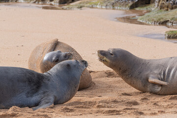 Three monk seals lying on a sandy beach together - 758445584