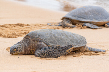 Sea turtles resting on sandy beach by ocean - 758449774