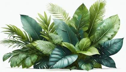 Foto op Aluminium Green leaves of tropical plants bush floral arrangement indoors garden nature backdrop © Turan
