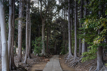 深い森の参道