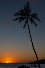 Orange sunset over ocean with single palm tree - 758451748