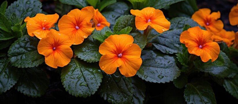 A cluster of bright orange flowers bloom on a plant with lush green leaves. This flowering plant belongs to the Gesneriad family and is commonly known as Lantana
