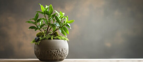 Eco-friendly houseplant in container