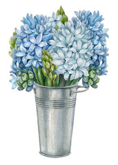 Watercolor blue hyacinth bouquet in bucket, realistic hand-painted flower isolated on white background. Botanical-style hyacinth with leaves, branches and buds.Realistic, spring garden,cottage core