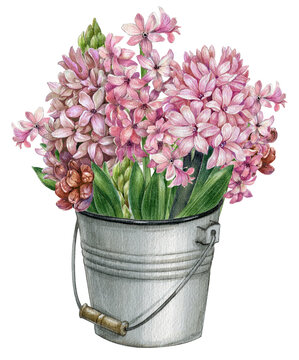 Watercolor pink hyacinth bouquet in bucket, realistic hand-painted flower isolated on white background. Botanical-style hyacinth with leaves, branches and buds.Realistic, spring garden,cottage core