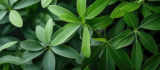 A close up of a terrestrial plant with an abundance of green leaves, possibly a shrub or herbaceous plant, creating a lush and vibrant groundcover