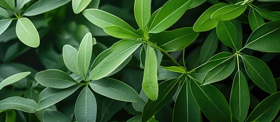 Foto op Plexiglas A close up of a terrestrial plant with an abundance of green leaves, possibly a shrub or herbaceous plant, creating a lush and vibrant groundcover © TheWaterMeloonProjec