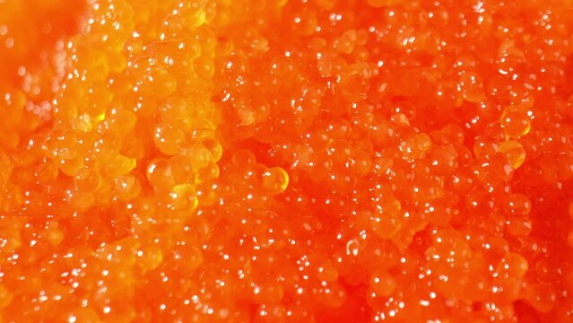 Tobiko: Tiny, pinhead-sized eggs with delicate texture and satisfying pop. Mildly salty, slightly sweet flavor adds umami to sushi, nigiri, and sashimi. Seafood concept. Food background. 4K.
