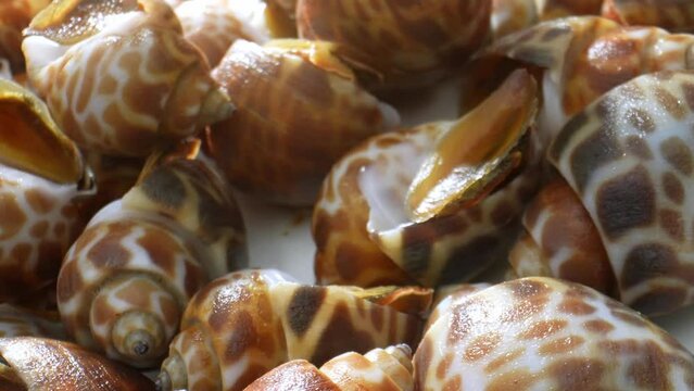 Spotted babylon, or Babylonia areolata, is a sea snail with a distinctive spotted shell in cream to brown hues. Shell is smooth, glossy, with spiral ridges. Food concept. Seafood background. 4K.
