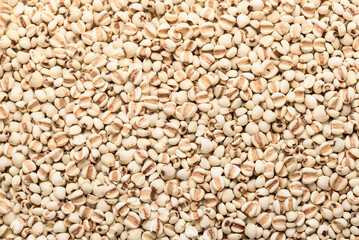 Jobs tear seed or coix millet seed grain, an ingredient for making vegetarian and healthy food. Close-up image of food background texture