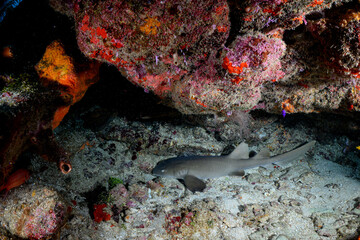 nurse shark under the reef 