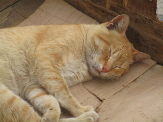 Gato durmiendo sobre cart&oacute;n