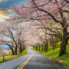  cherry blossom trees on both sides