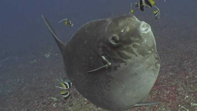 Mola Mola or Sun Fish look at us