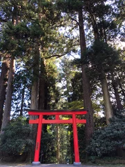 Gordijnen Images of Japan - Shinto Shrine Torii Gate Amongst Forest Trees © Thomas G Weber