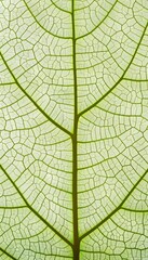 Intricate green leaf skeleton texture close up for natural background or botanical backdrop concept.