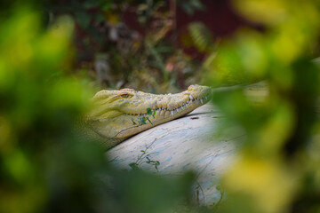 Salt water crocodile near the pond with beautiful nature background. Alligator or crocodile.