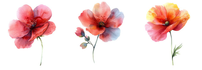 Watercolor Red flowers  bouquet  isolated on a transparent or white background, Png