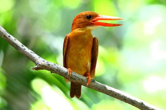 Ruddy Kingfisher