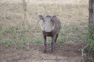 Warthog by the Tree, Tanzania