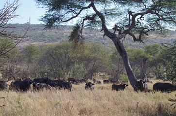 African Buffalo Herd in the Grassland at the End of the Dry Season in October, Tanzania, Africa