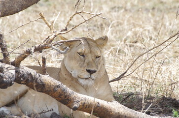 Female Lion Lounging in the Shade of Trees, Tanzania