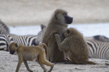 Baboon Family Grooming by the Pond, Tanzania