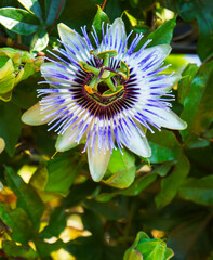 purple lotus flower