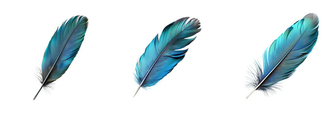 set of teal  feathers  isolated on a transparent or white background, png	