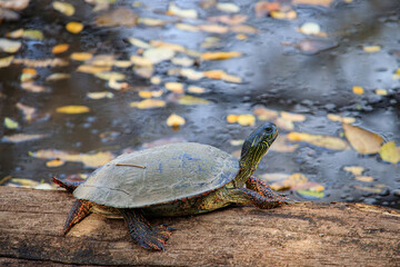 Obraz premium A painted turtle is basking on a log by the water. It is surrounded by fallen leaves that are floating on the surface of the water, indicating that it might be autumn.