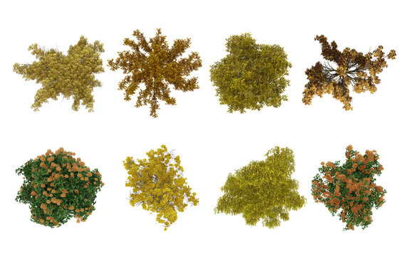 Autumn Yellow trees top view for landscape plan and architecture layout