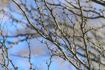 Bluegray Gnatcatcher at Big Bend National Park in Southwest Texas.