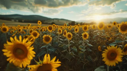 Rolgordijnen Beautiful sunflowers field  © MOUISITON