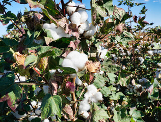 cotton plants, cotton buds ready to pick