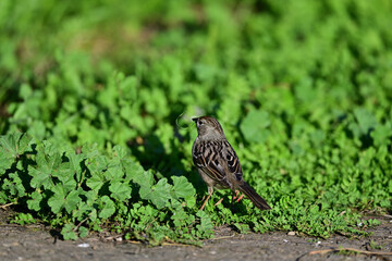 Young Tree Sparrow feasting on green top leaves