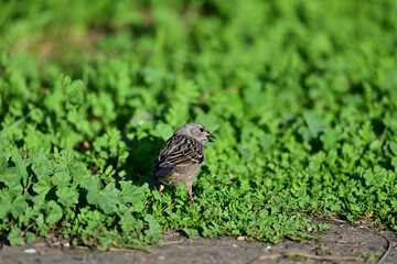 Young Tree Sparrow feasting on green top leaves