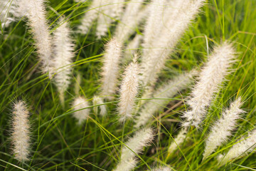 Fountain grass, beautiful white flower